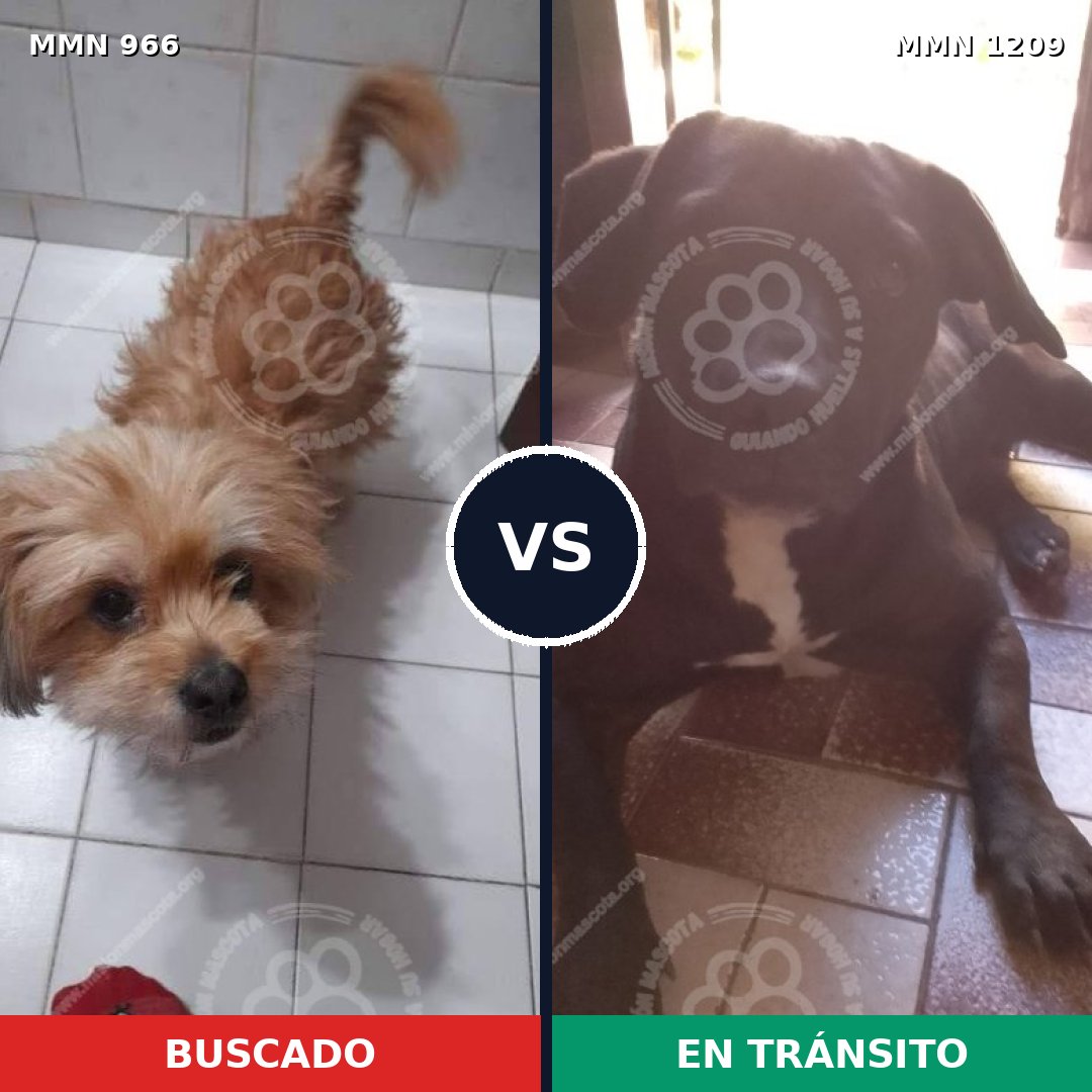 Comparativa MMS 19370: mascota perdida y mascota encontrada, 63% de similitud