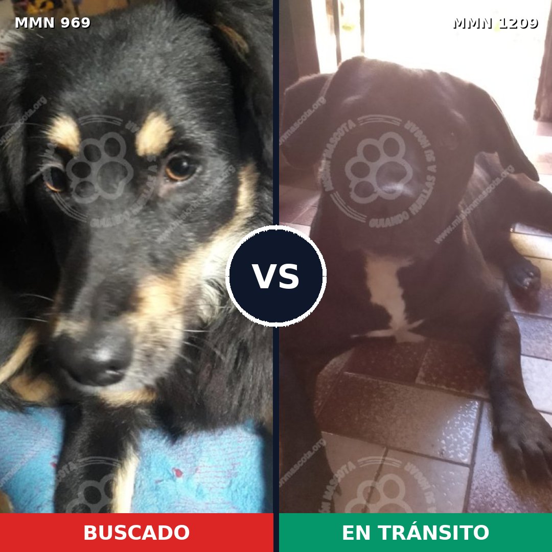 Comparativa MMS 19371: mascota perdida y mascota encontrada, 80% de similitud