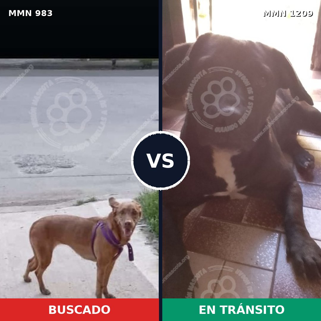 Comparativa MMS 19373: mascota perdida y mascota encontrada, 61% de similitud
