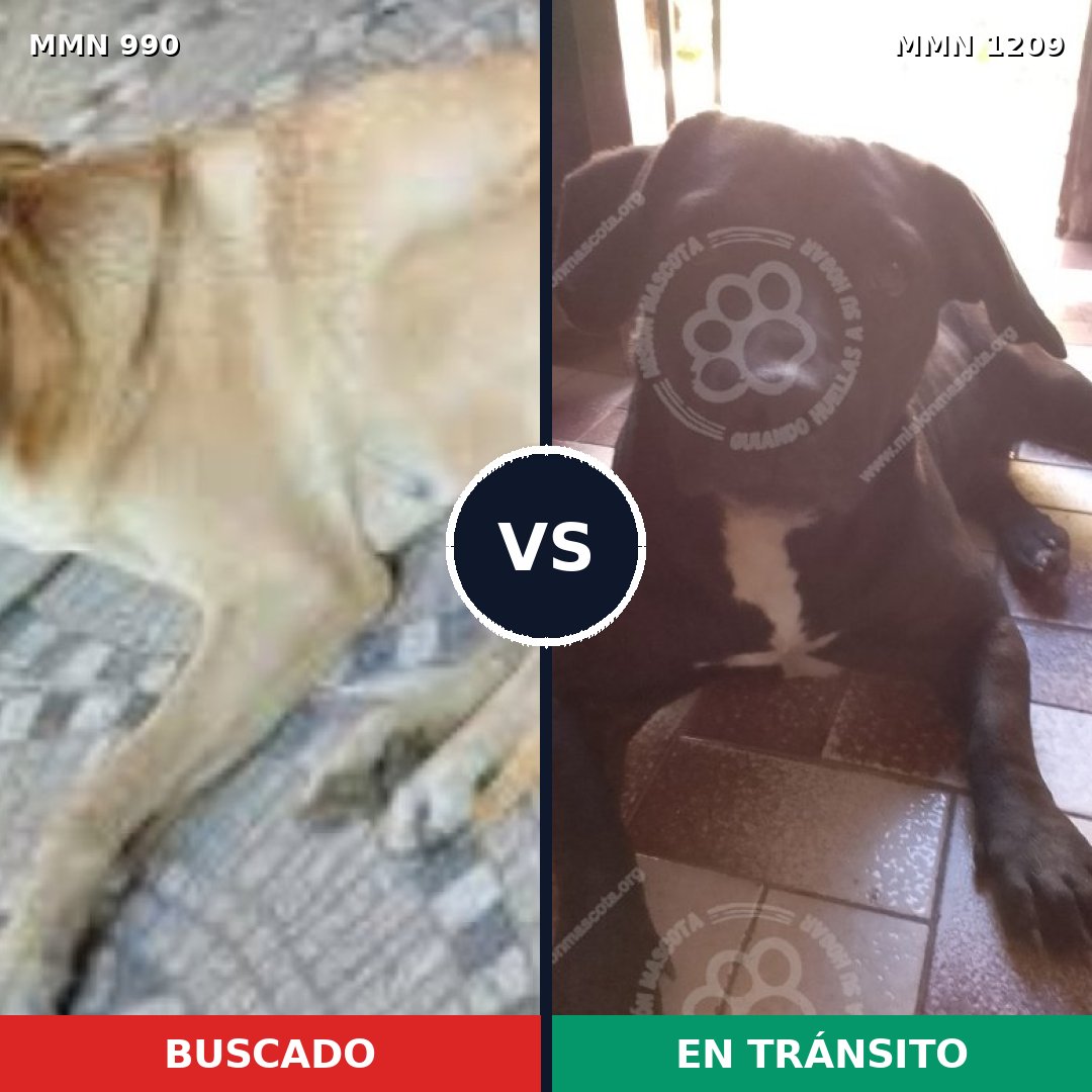 Comparativa MMS 19374: mascota perdida y mascota encontrada, 78% de similitud