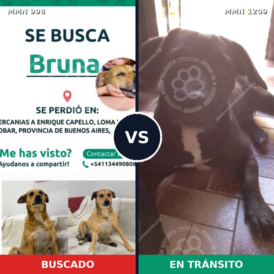 Comparativa MMS 19375: mascota perdida y mascota encontrada, 48% de similitud