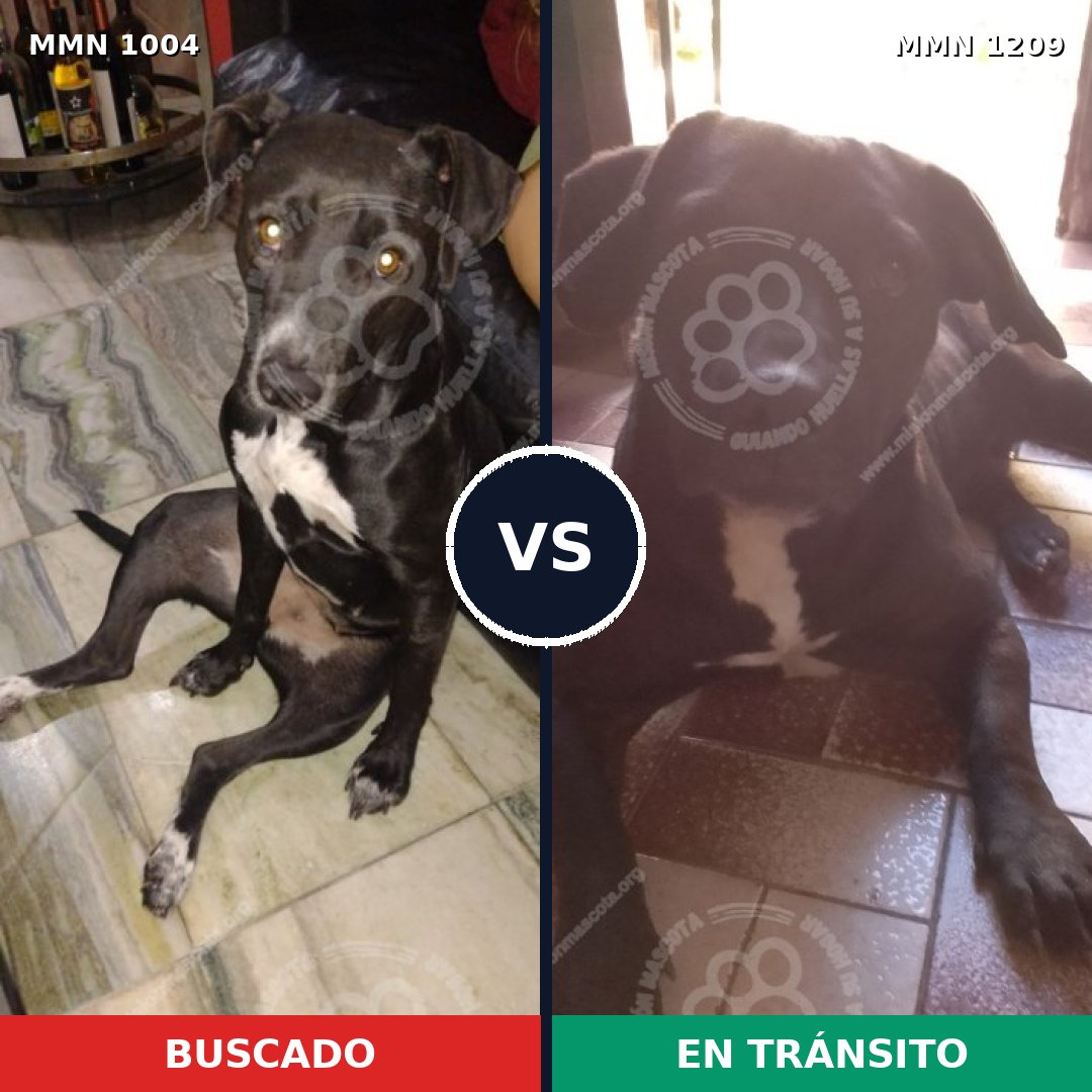 Comparativa MMS 19376: mascota perdida y mascota encontrada, 88% de similitud