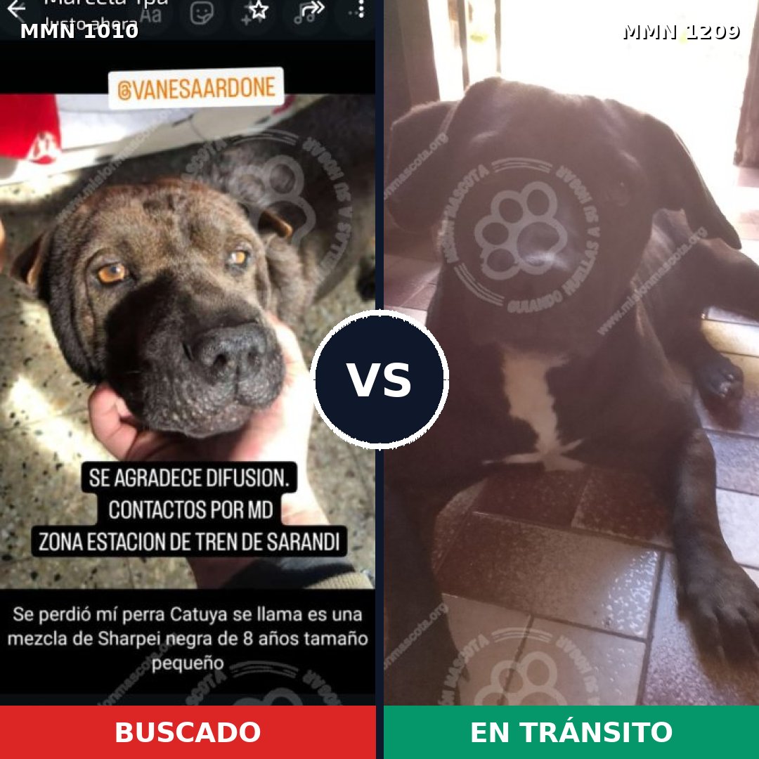 Comparativa MMS 19378: mascota perdida y mascota encontrada, 53% de similitud