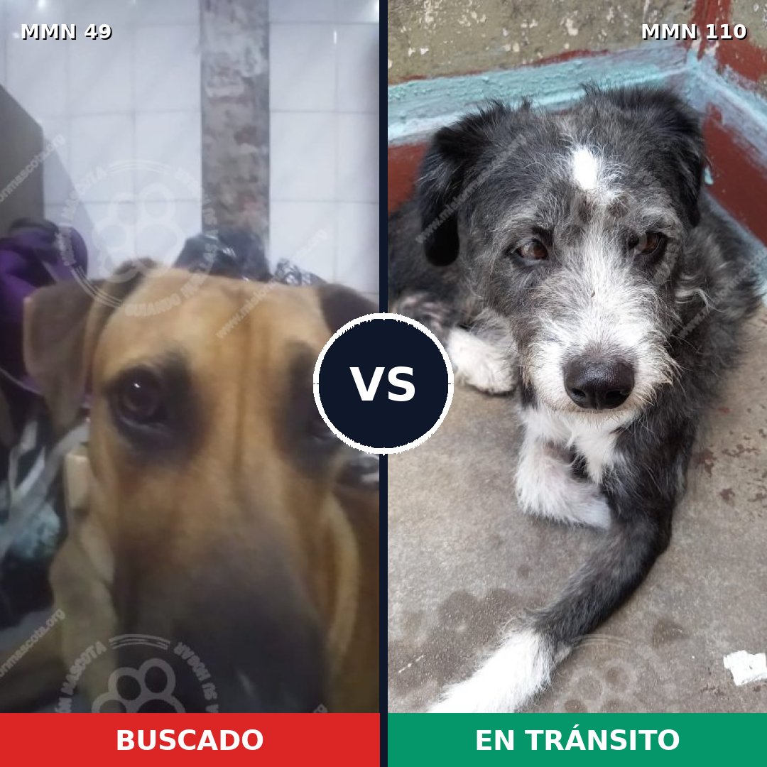 Comparativa MMS 1938: mascota perdida y mascota encontrada, 61% de similitud