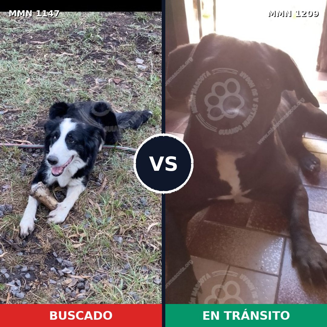 Comparativa MMS 19381: mascota perdida y mascota encontrada, 55% de similitud