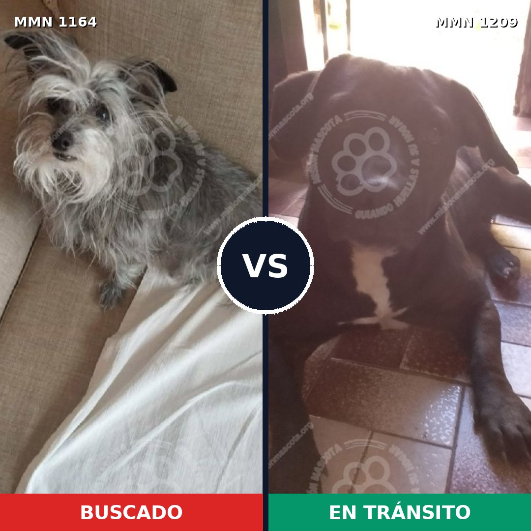 Comparativa MMS 19384: mascota perdida y mascota encontrada, 60% de similitud