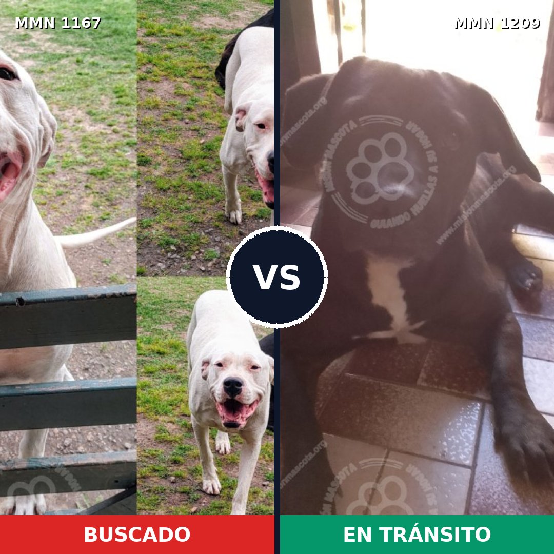 Comparativa MMS 19386: mascota perdida y mascota encontrada, 46% de similitud