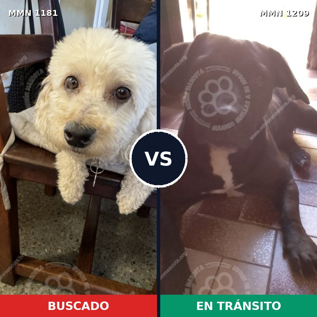 Comparativa MMS 19388: mascota perdida y mascota encontrada, 29% de similitud
