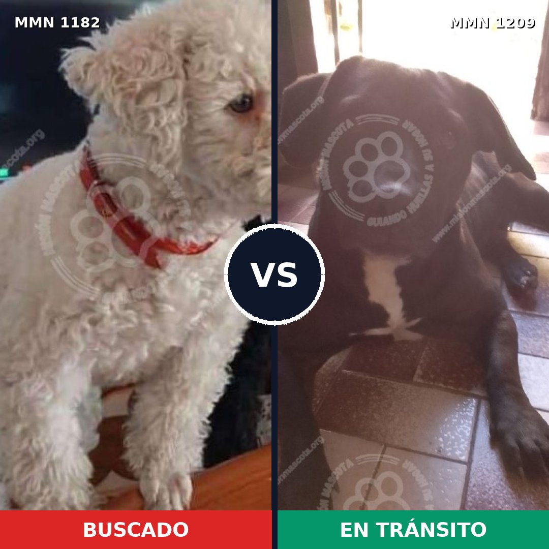 Comparativa MMS 19389: mascota perdida y mascota encontrada, 41% de similitud