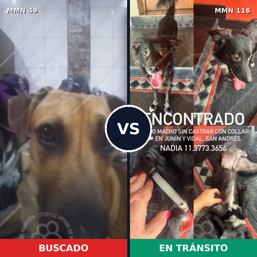 Comparativa MMS 1939: mascota perdida y mascota encontrada, 61% de similitud