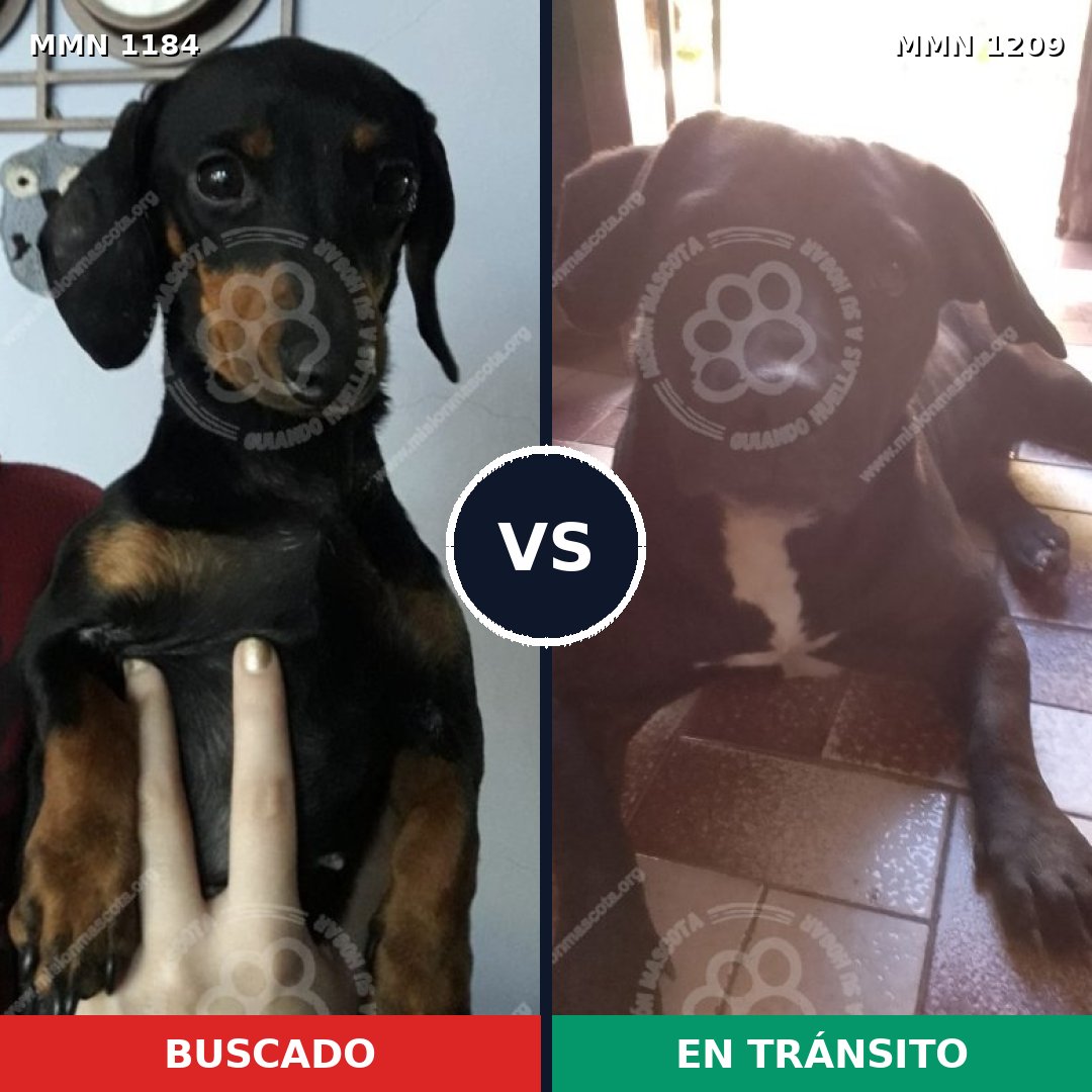 Comparativa MMS 19390: mascota perdida y mascota encontrada, 47% de similitud