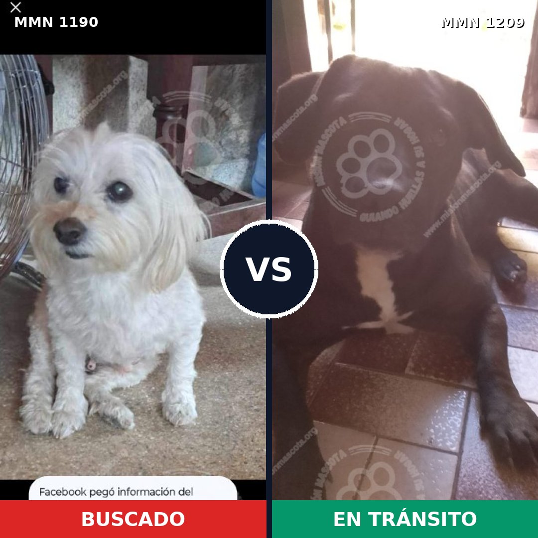 Comparativa MMS 19392: mascota perdida y mascota encontrada, 38% de similitud