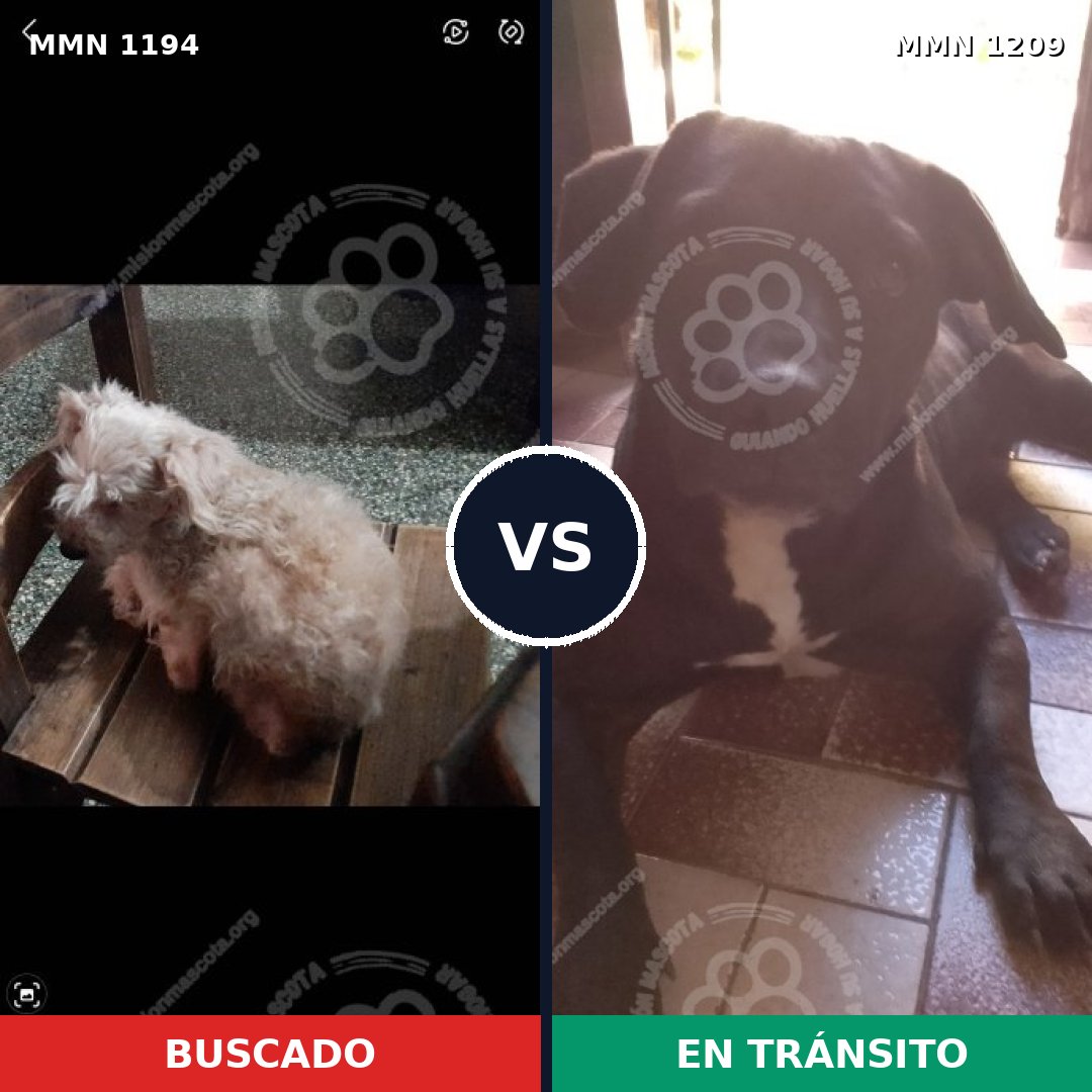 Comparativa MMS 19394: mascota perdida y mascota encontrada, 40% de similitud
