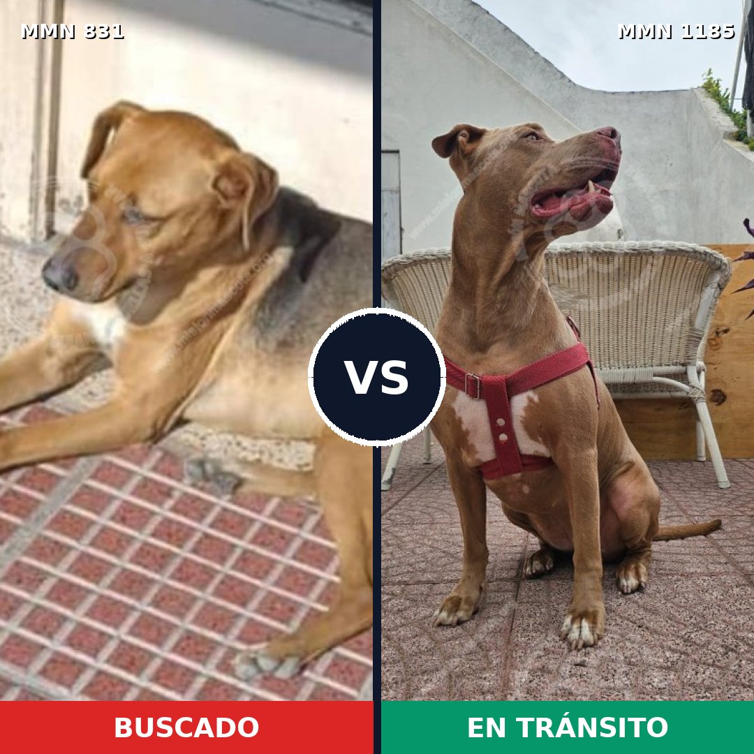 Comparativa MMS 19395: mascota perdida y mascota encontrada, 31% de similitud