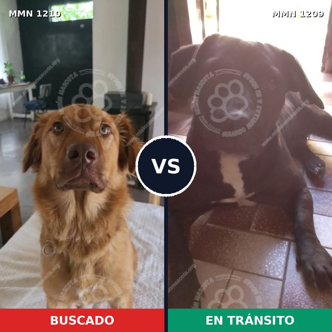 Comparativa MMS 19396: mascota perdida y mascota encontrada, 58% de similitud