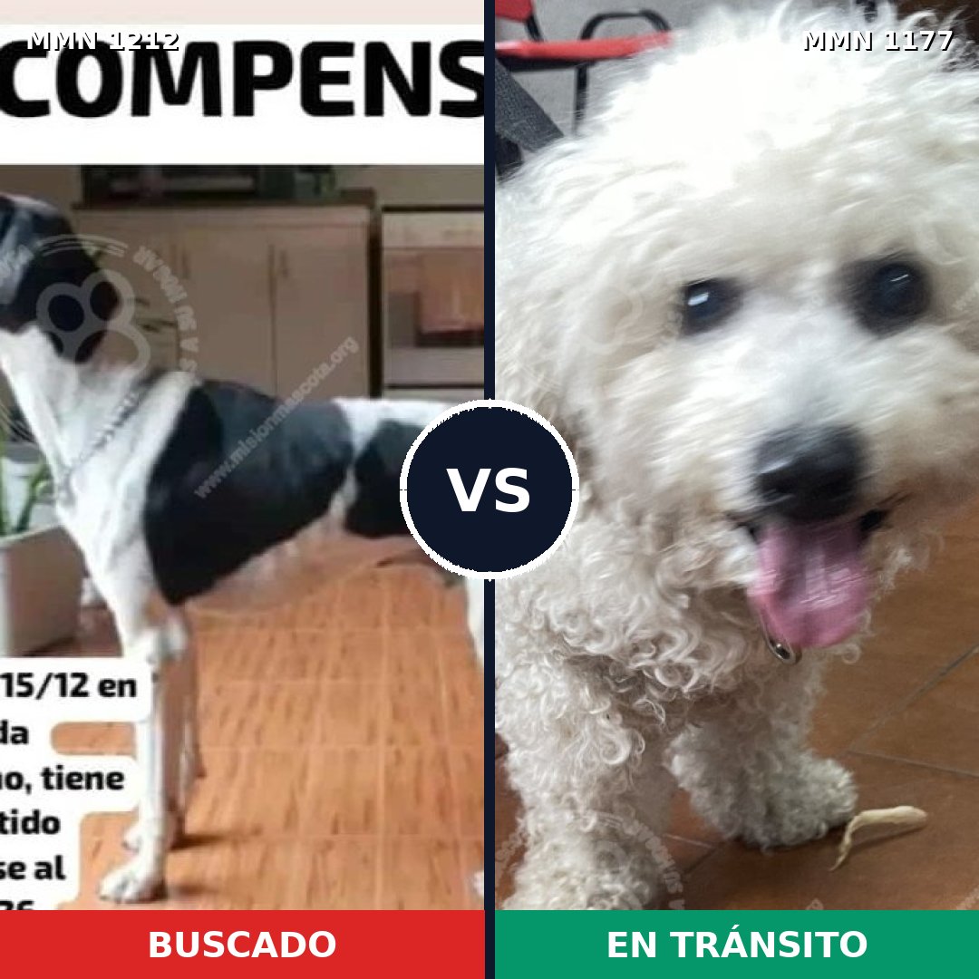 Comparativa MMS 19397: mascota perdida y mascota encontrada, 29% de similitud
