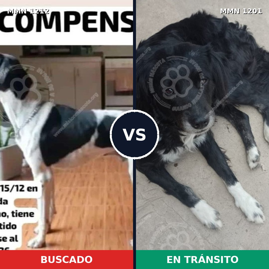 Comparativa MMS 19399: mascota perdida y mascota encontrada, 57% de similitud