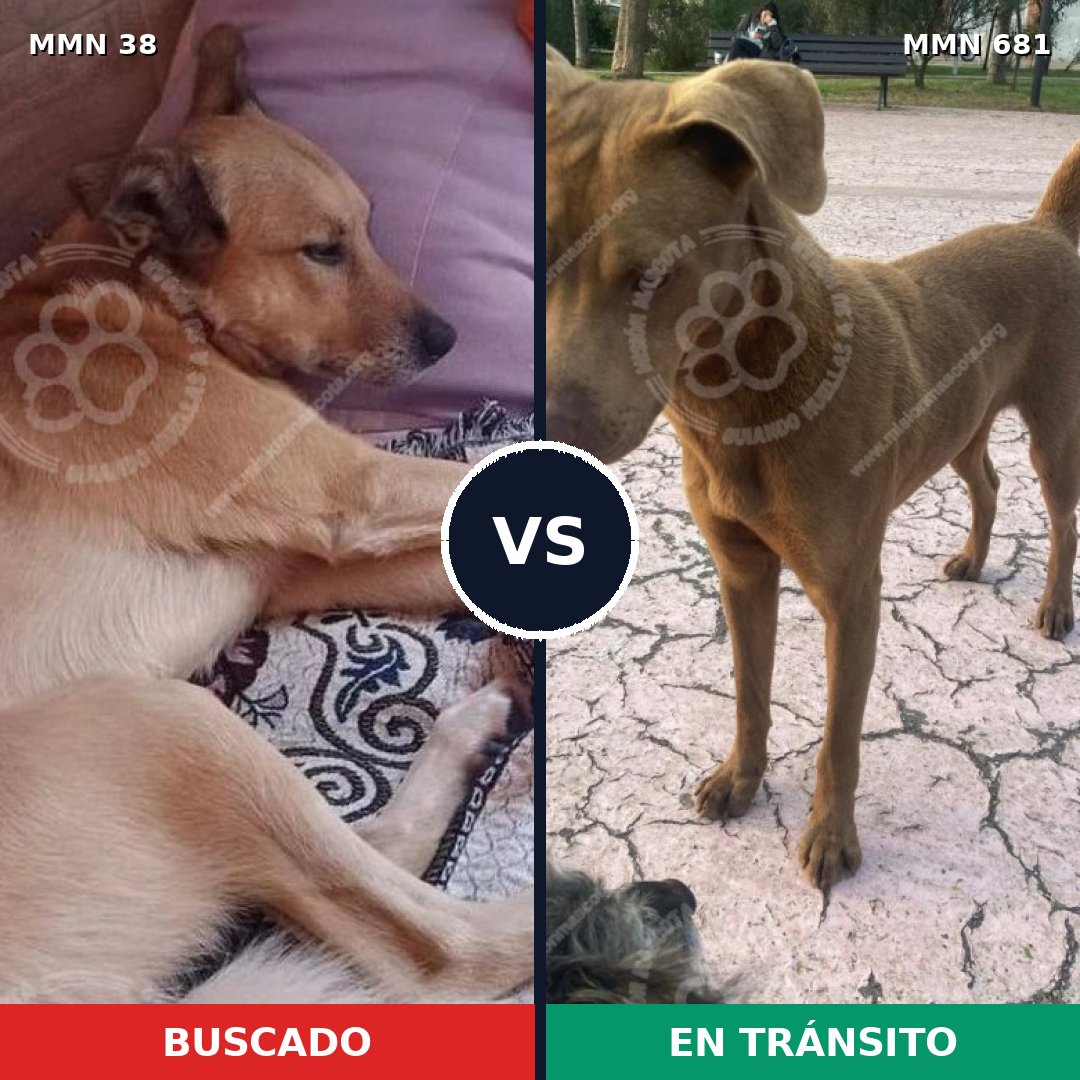 Comparativa MMS 194: mascota perdida y mascota encontrada, 39% de similitud