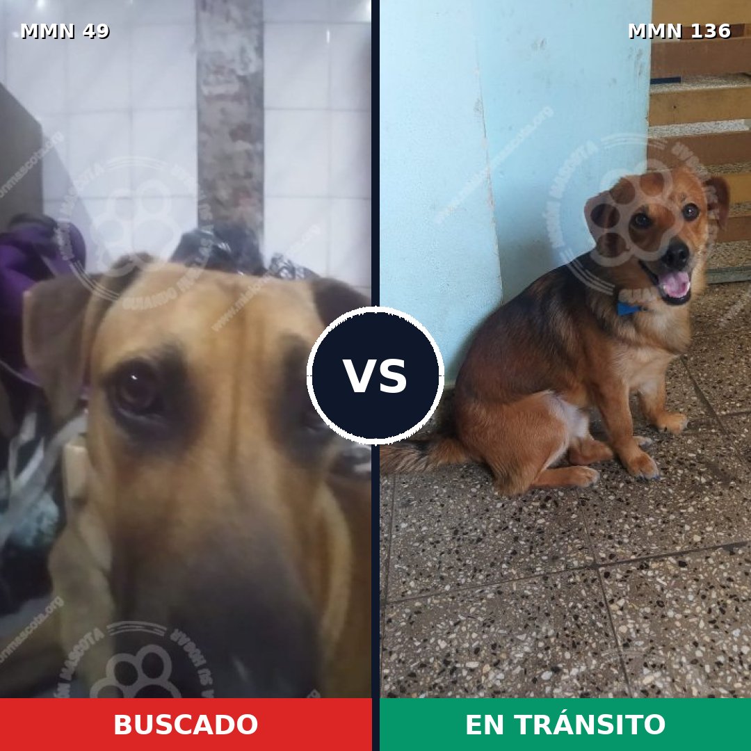 Comparativa MMS 1940: mascota perdida y mascota encontrada, 76% de similitud