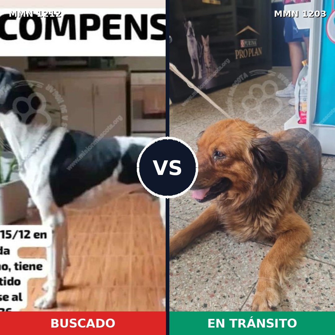 Comparativa MMS 19400: mascota perdida y mascota encontrada, 43% de similitud