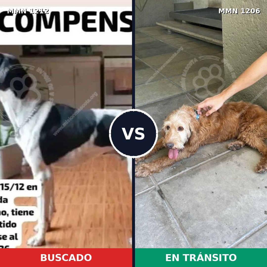 Comparativa MMS 19401: mascota perdida y mascota encontrada, 33% de similitud