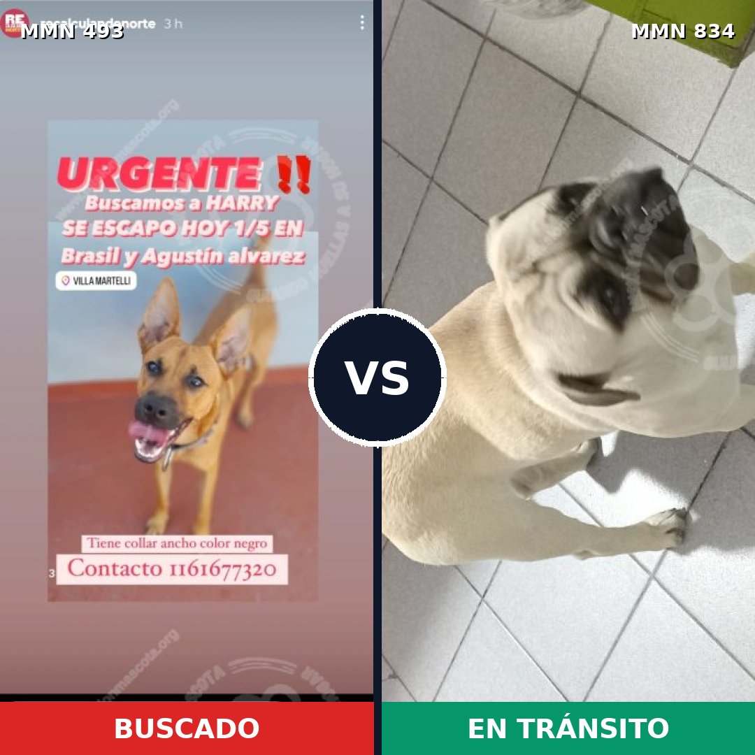 Comparativa MMS 19402: mascota perdida y mascota encontrada, 36% de similitud