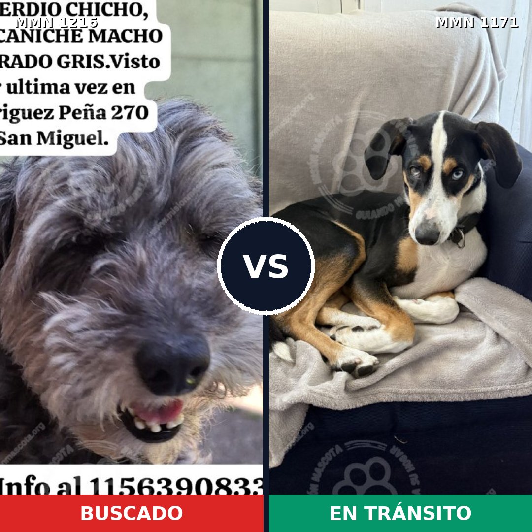 Comparativa MMS 19407: mascota perdida y mascota encontrada, 54% de similitud