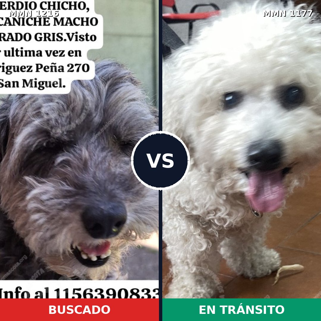 Comparativa MMS 19408: mascota perdida y mascota encontrada, 61% de similitud