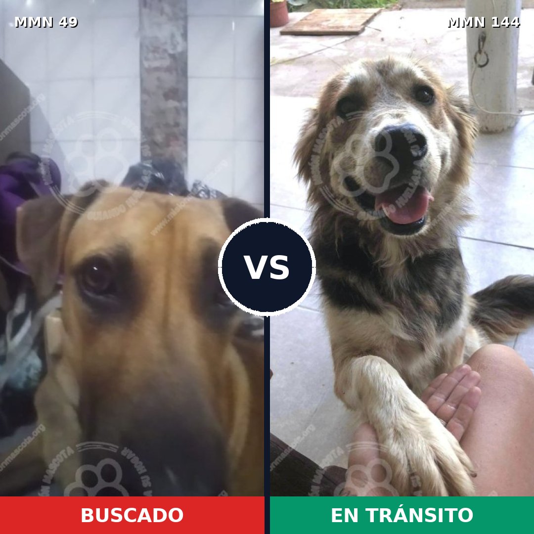 Comparativa MMS 1941: mascota perdida y mascota encontrada, 61% de similitud