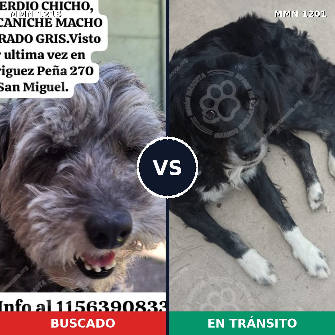Comparativa MMS 19410: mascota perdida y mascota encontrada, 46% de similitud