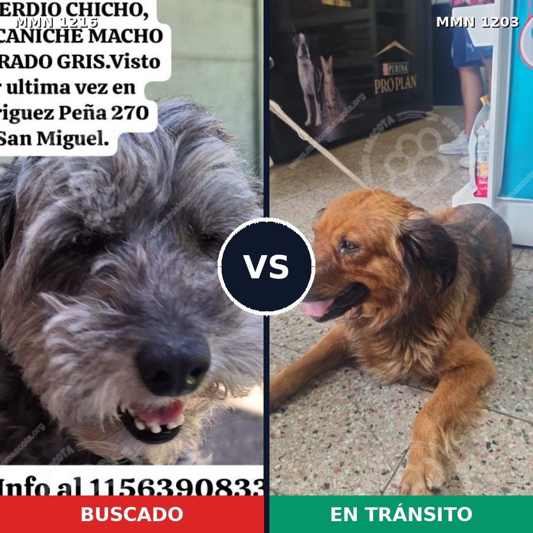 Comparativa MMS 19411: mascota perdida y mascota encontrada, 50% de similitud