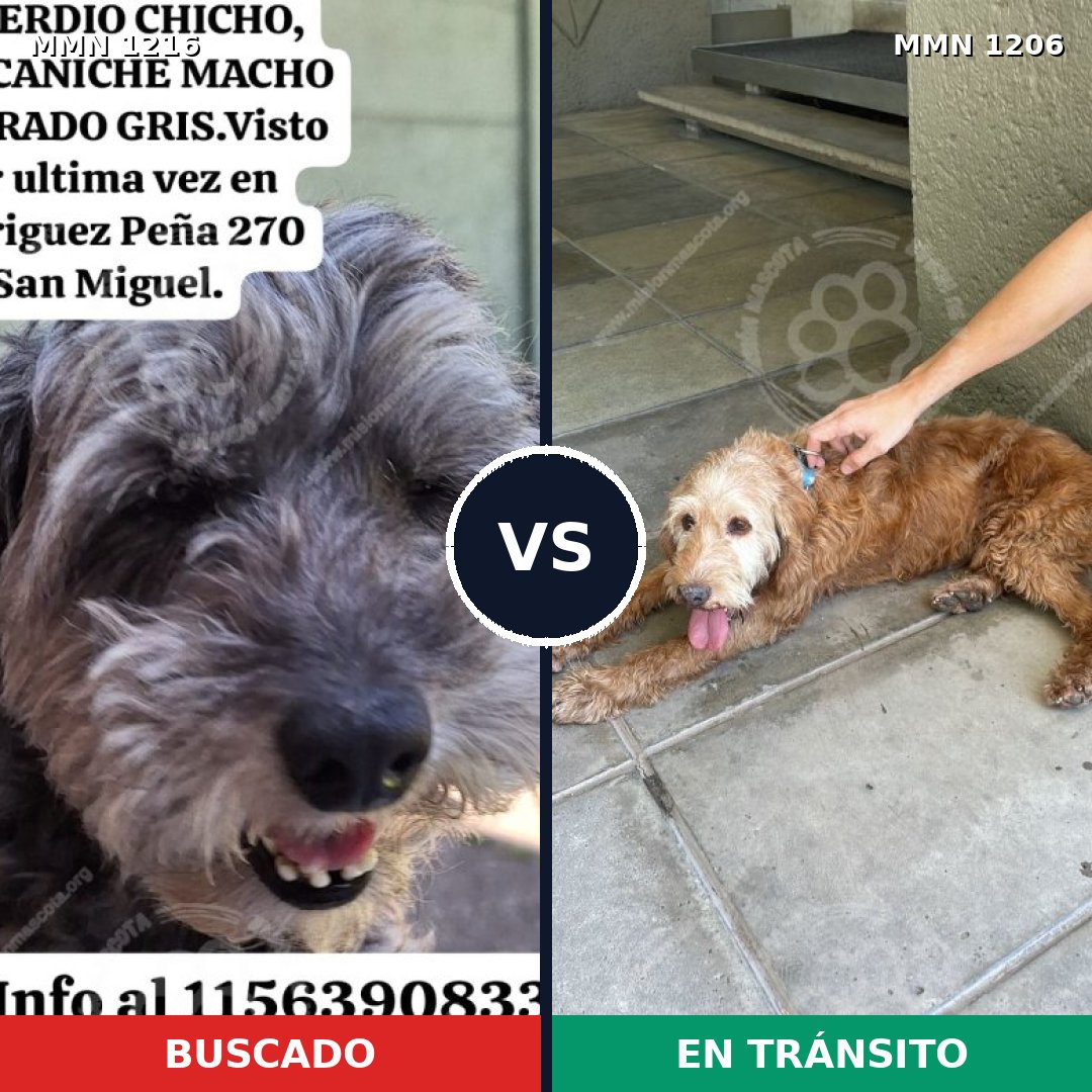 Comparativa MMS 19412: mascota perdida y mascota encontrada, 47% de similitud