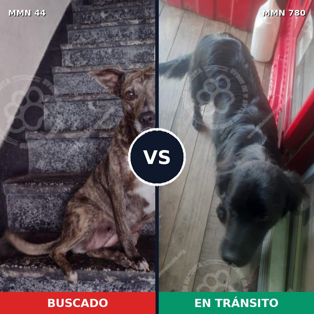 Comparativa MMS 19413: mascota perdida y mascota encontrada, 57% de similitud
