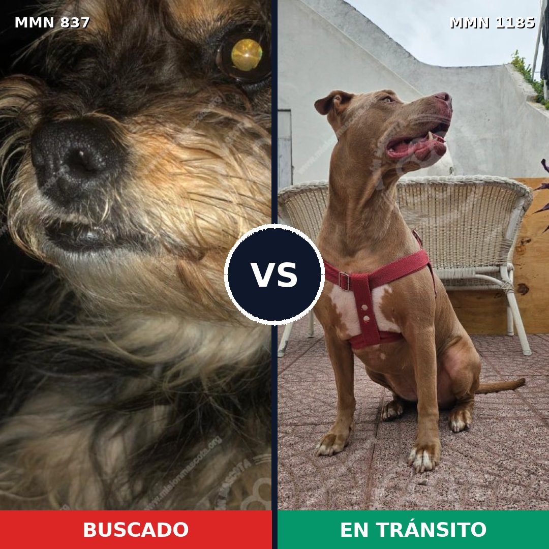 Comparativa MMS 19414: mascota perdida y mascota encontrada, 22% de similitud