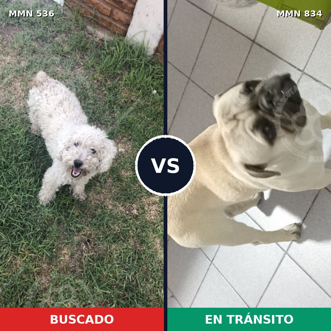 Comparativa MMS 19415: mascota perdida y mascota encontrada, 42% de similitud