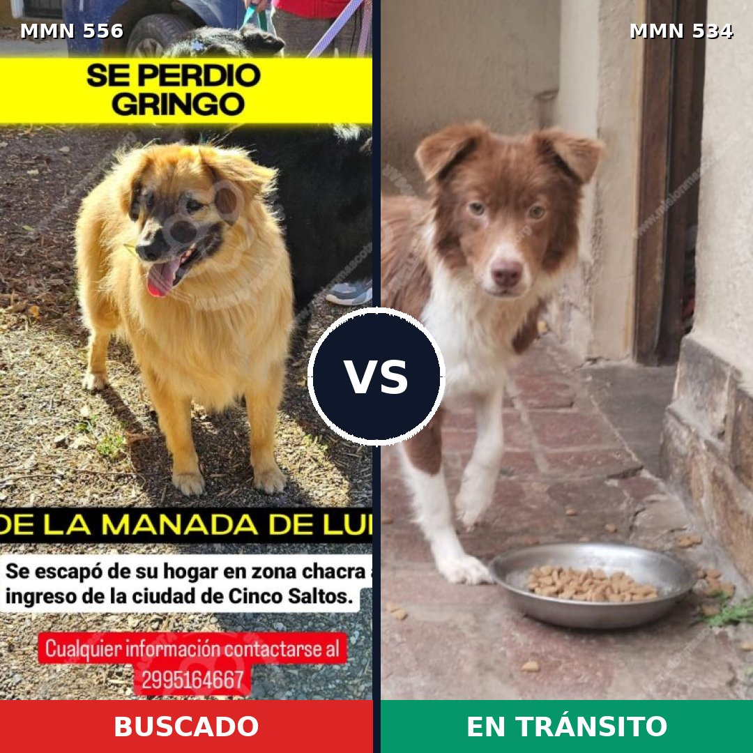 Comparativa MMS 19417: mascota perdida y mascota encontrada, 68% de similitud