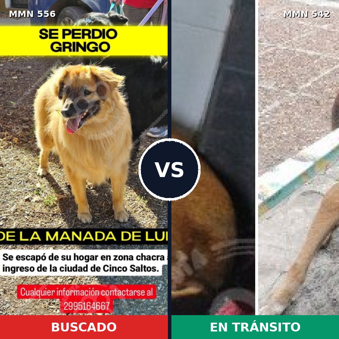 Comparativa MMS 19418: mascota perdida y mascota encontrada, 53% de similitud