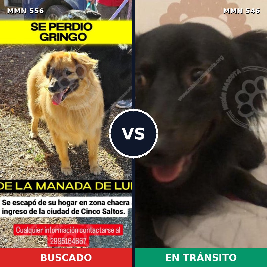 Comparativa MMS 19419: mascota perdida y mascota encontrada, 54% de similitud