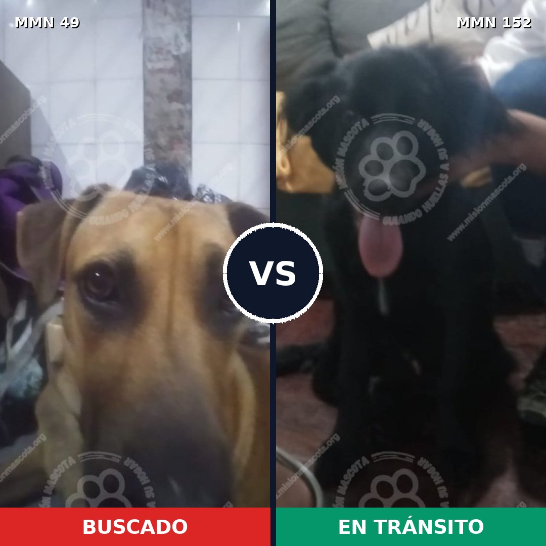 Comparativa MMS 1942: mascota perdida y mascota encontrada, 61% de similitud