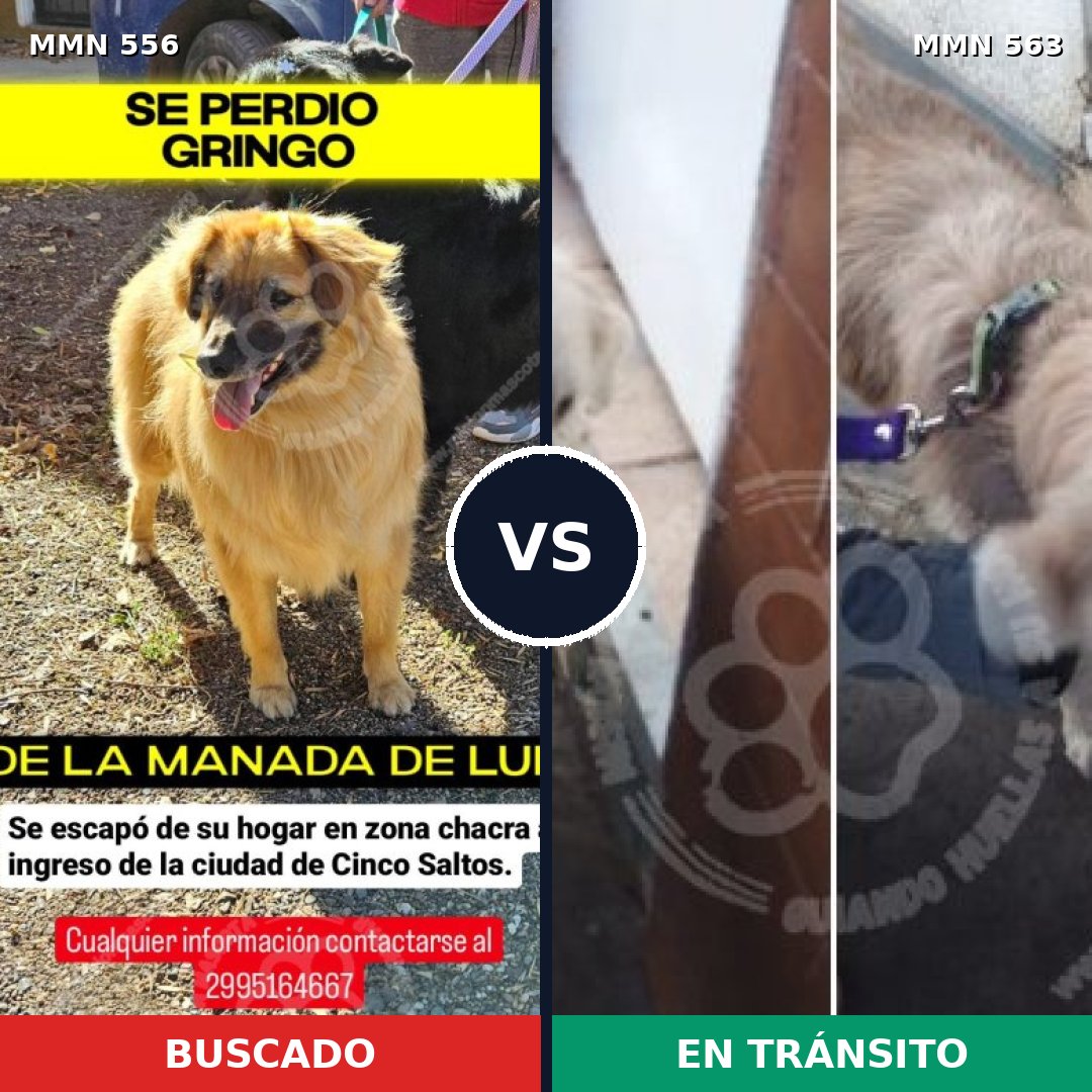 Comparativa MMS 19420: mascota perdida y mascota encontrada, 40% de similitud