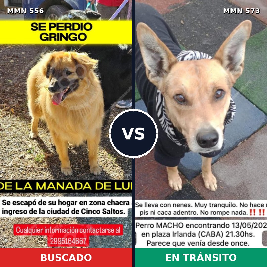 Comparativa MMS 19421: mascota perdida y mascota encontrada, 73% de similitud