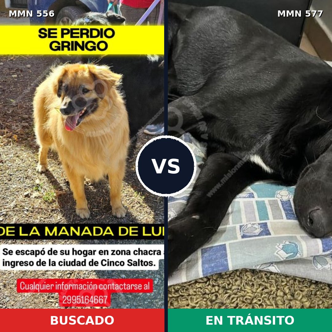 Comparativa MMS 19422: mascota perdida y mascota encontrada, 66% de similitud