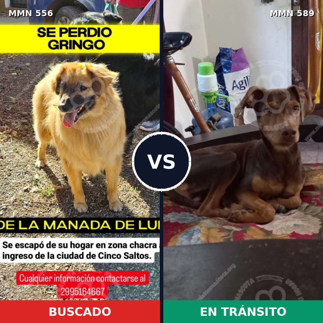 Comparativa MMS 19423: mascota perdida y mascota encontrada, 47% de similitud