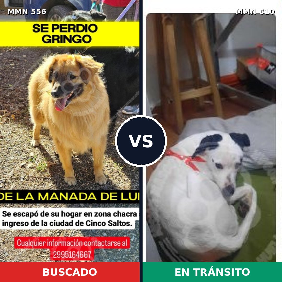 Comparativa MMS 19424: mascota perdida y mascota encontrada, 65% de similitud