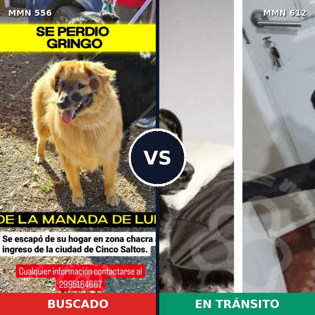 Comparativa MMS 19425: mascota perdida y mascota encontrada, 68% de similitud