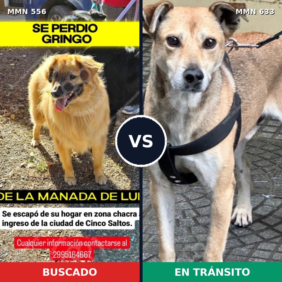 Comparativa MMS 19426: mascota perdida y mascota encontrada, 70% de similitud