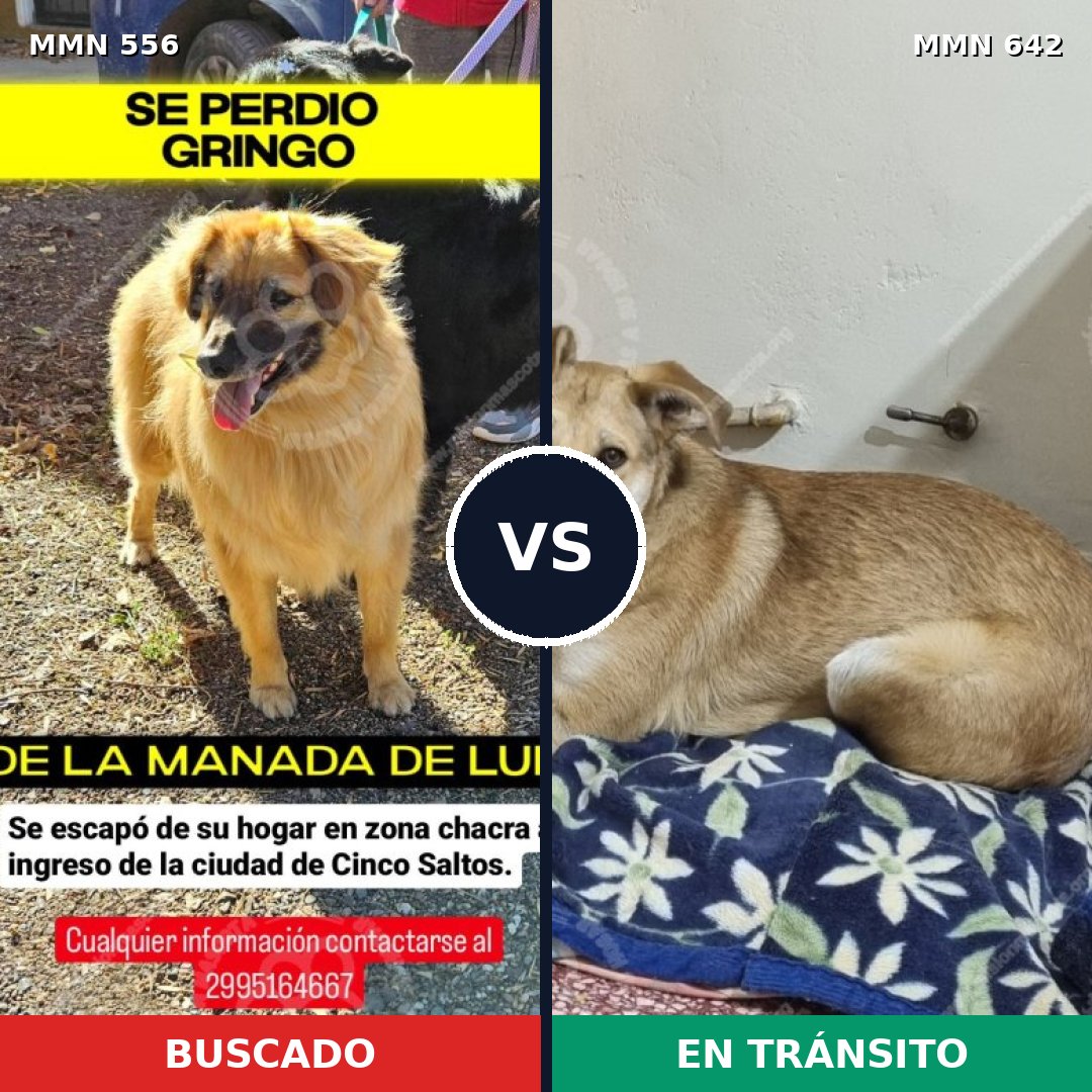 Comparativa MMS 19427: mascota perdida y mascota encontrada, 67% de similitud