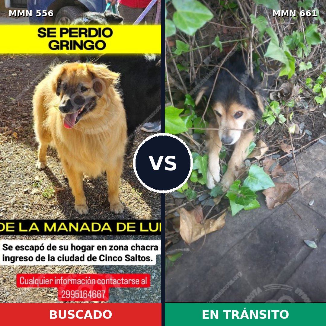 Comparativa MMS 19428: mascota perdida y mascota encontrada, 25% de similitud