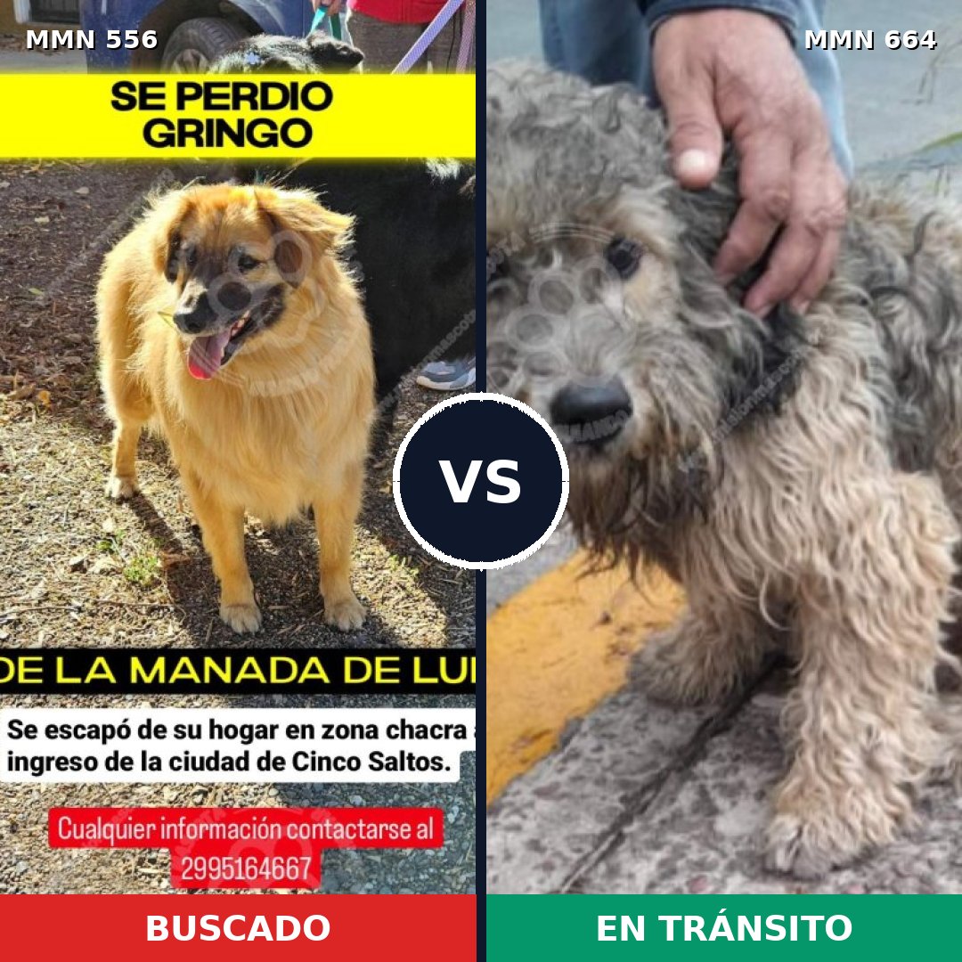 Comparativa MMS 19429: mascota perdida y mascota encontrada, 70% de similitud