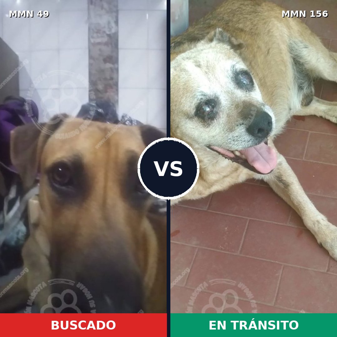 Comparativa MMS 1943: mascota perdida y mascota encontrada, 62% de similitud